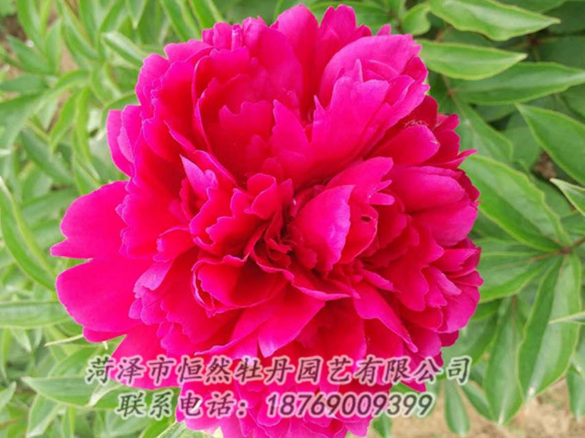 點擊查看詳細信息<br>標題：紅色芍藥 閱讀次數(shù)：940