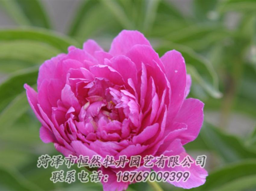 點擊查看詳細信息<br>標題：紅茶花 閱讀次數(shù)：948