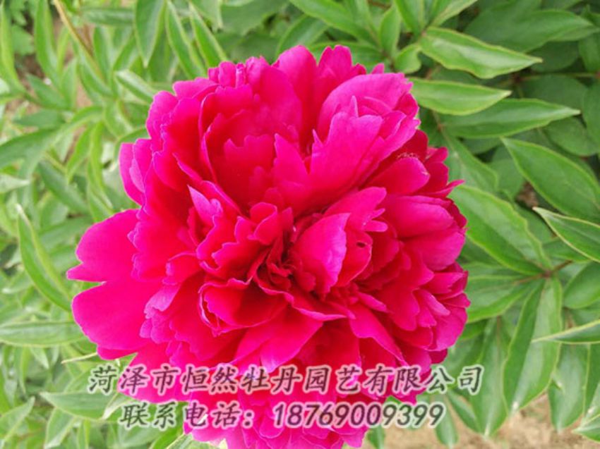 點擊查看詳細(xì)信息<br>標(biāo)題：紅色芍藥 閱讀次數(shù)：939