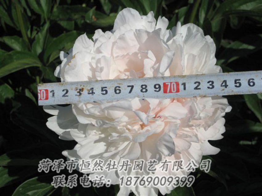 點(diǎn)擊查看詳細(xì)信息<br>標(biāo)題：雪峰 閱讀次數(shù)：1031