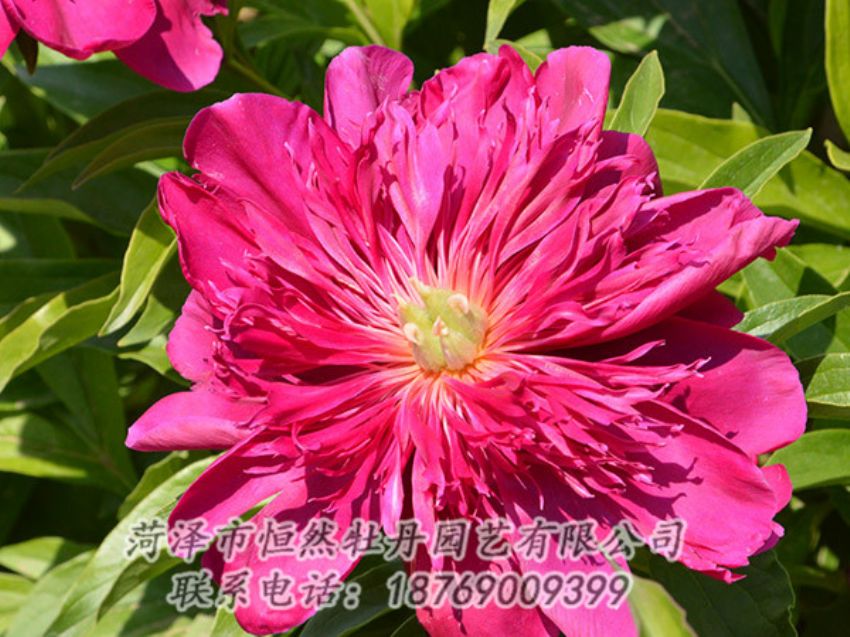 點(diǎn)擊查看詳細(xì)信息<br>標(biāo)題：紅色芍藥 閱讀次數(shù)：1035