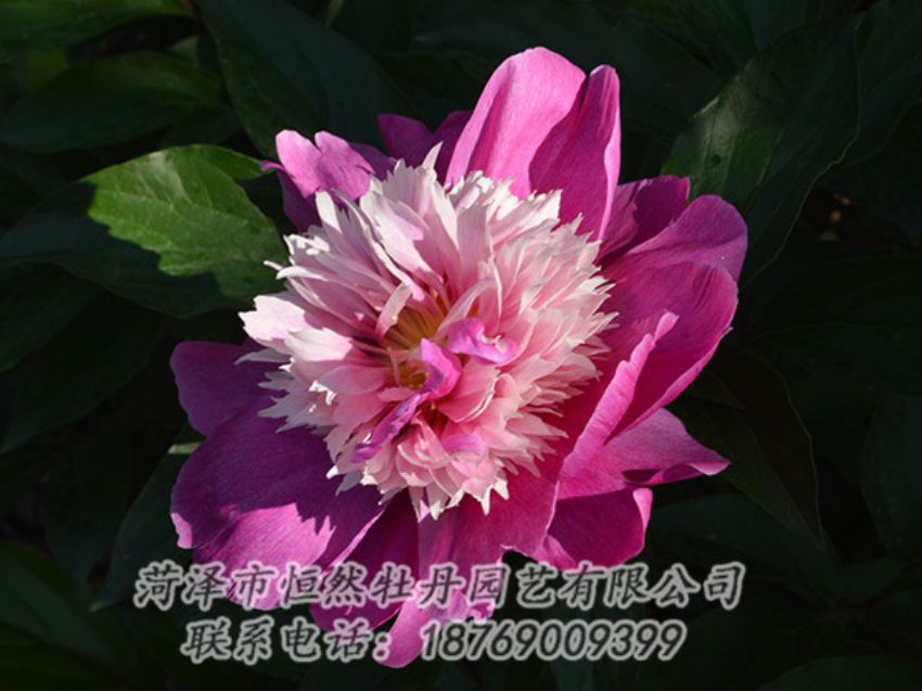 點(diǎn)擊查看詳細(xì)信息<br>標(biāo)題：紅色芍藥 閱讀次數(shù)：1140