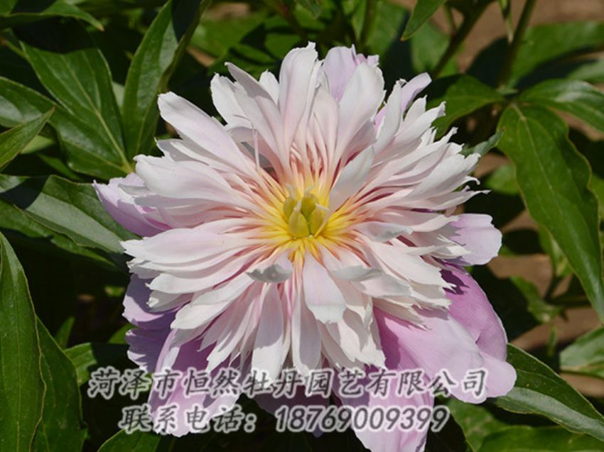 點擊查看詳細(xì)信息<br>標(biāo)題：粉色芍藥 閱讀次數(shù)：1202